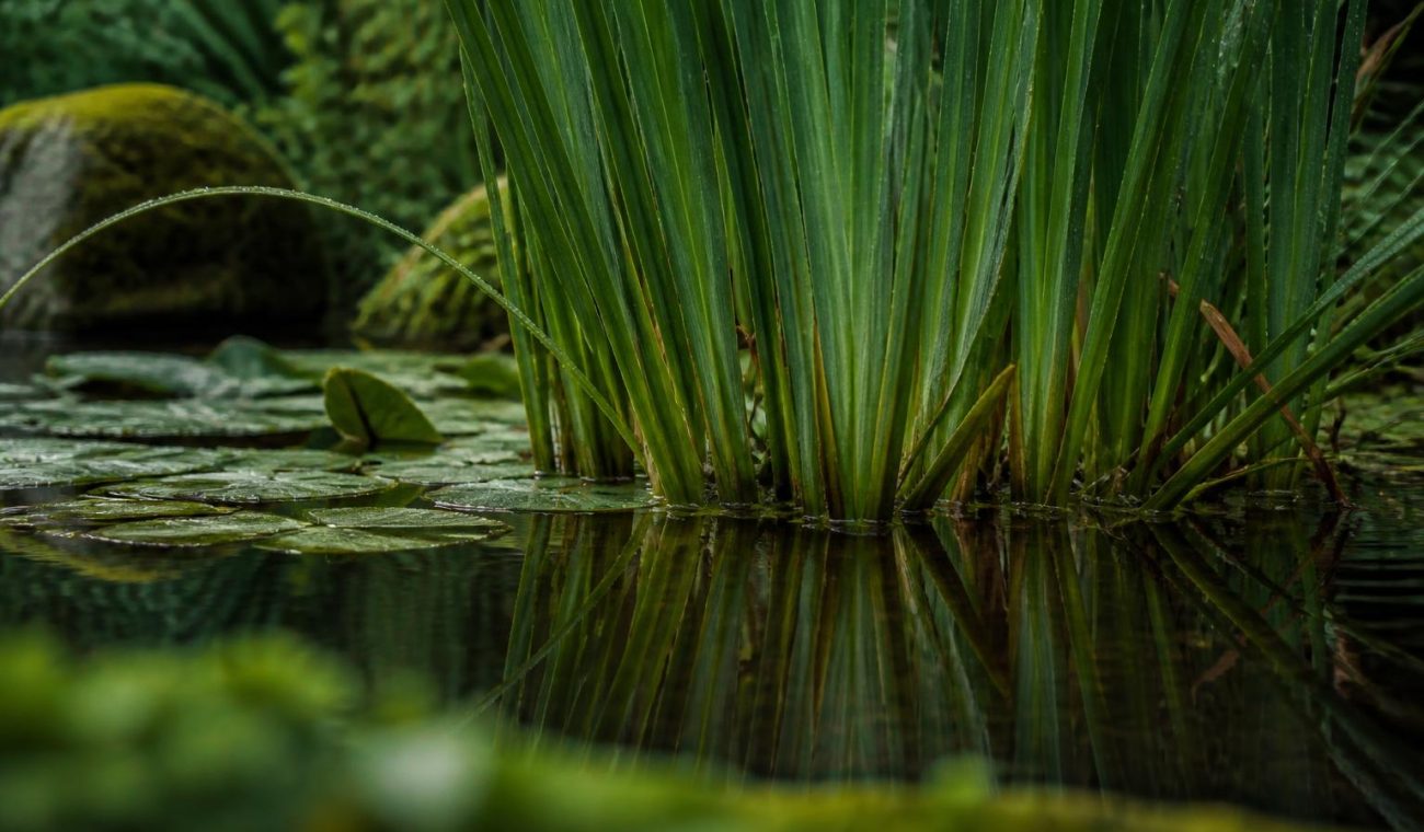 Creating a Low-Mussel Pond: A Practical Guide to British Pond Plants and Year-Round Interest