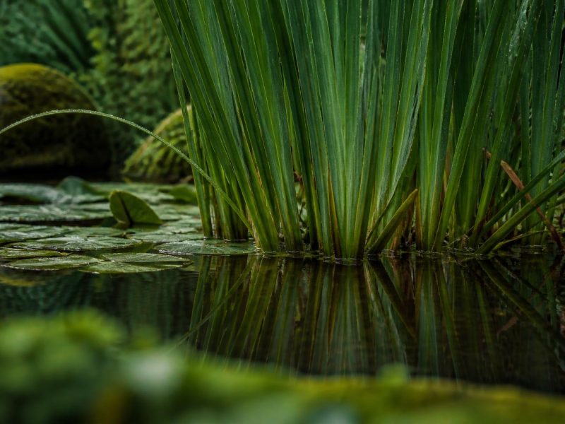Creating a Low-Mussel Pond: A Practical Guide to British Pond Plants and Year-Round Interest